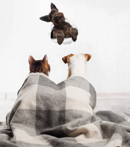 Miniatura 3 de Winston & Bear Lindas calcomanías de pared Schnauzer - Paquete de 2 calcomanías 3D para inodoro de perro, calcomanía para ventana de coche