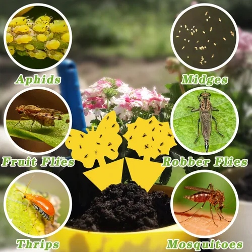 Miniatura 5 de Landisun - Trampas adhesivas para moscas de la fruta y moscas de los hongos, 24 unidades, para plantas de cocina de interior y exterior, para moscas