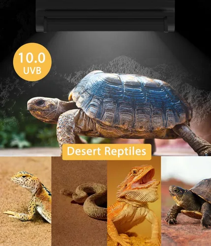 Miniatura 7 de T5 UVB - Kit combinado de lámpara para reptiles – Campana de terrario de 12 pulgadas, 8 W, bombilla UVA UVB 10.0 con reflector de alta eficiencia