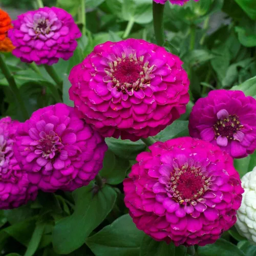 Miniatura 4 de TomorrowSeeds - Purple Prince Zinnia Semillas - Más de 200 unidades - Para plantar Zinnia Elegans púrpura Corte gigante y Come Again Lavender Violet
