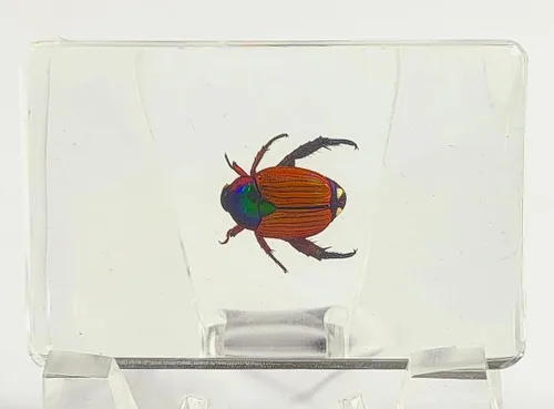 Miniatura 14 de Escarabajo británico Chafer de rosa real de 1.732 pulgadas en resina de lucita cristalina, muestra preservada de cetonia aurata, insectos
