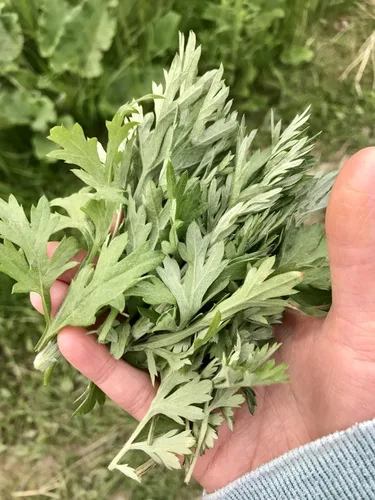 Miniatura 2 de TomorrowSeeds - Semillas de artemisia Yomogi (Ajenjo coreano) - Más de 5000 unidades - para plantar 2026 Artemisia Princeps Japonés Kui Ho Fu-Chiba