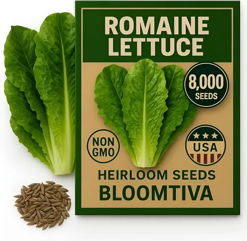 Semillas de lechuga romana – Parris Island Cos, más de 8000 semillas reliquia sin OGM, paquete a granel de alta germinación, cultivadas en EE.UU. –