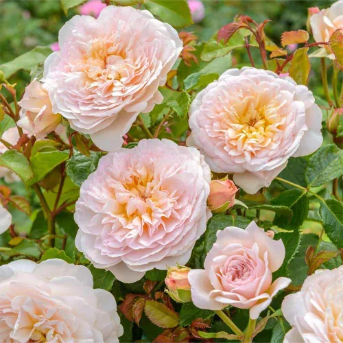 Miniatura 2 de Rosas arbustivas inglesas de reliquia, planta de raíz propia viva para jardín al aire libre, Emily Brontë, excepcionalmente fragantes, zonas