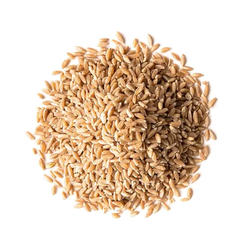 Miniatura 3 de Food to Live Bayas de espelta, 1 libra, un nutritivo grano antiguo para cocinar, hornear o refrigerios saludables. Rico en fibra, proteínas