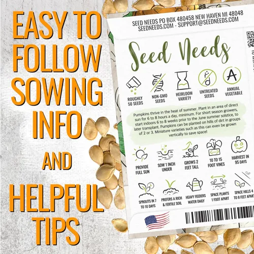Miniatura 4 de Seed Needs Semillas de calabaza para plantar calabazas en miniatura Baby Boo, reliquia sin OMG y semillas de Cucurbita sin tratar para plantar un