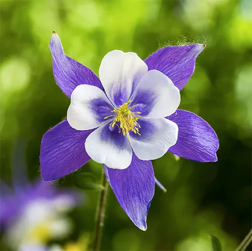 Blue Columbine Seeds - Colorado's State Flower - Aproximadamente 2800 semillas