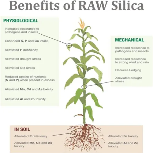 Miniatura 5 de RAW Sílice 2 oz