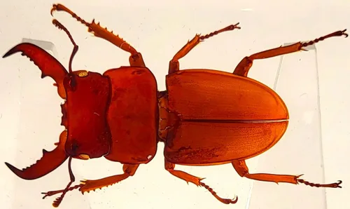 Miniatura 14 de 44mm Hormiga gigante tropical real en resina de lucita transparente cristalina, espécimen preservado Pseudoneoponera Rufipes, taxidermia