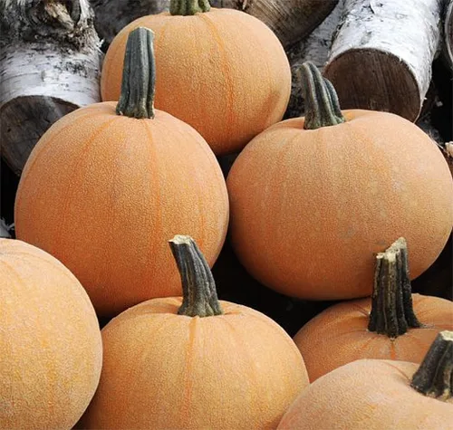 Miniatura 2 de Semillas de calabaza de lujo de invierno, reliquia, textura sedosa de reliquia para un pastel perfecto. Esta maravillosa calabaza pequeña tiene una