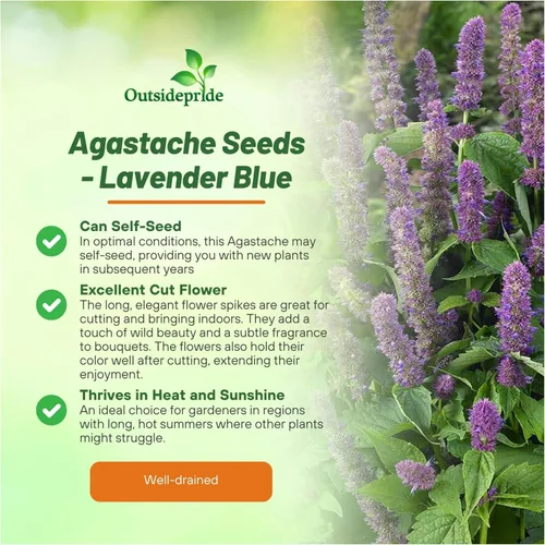 Miniatura 3 de Outsidepride Semillas de hisopo gigante azul lavanda para plantar, 2000 piezas de semillas de jardín de hierbas perennes con flores fragantes