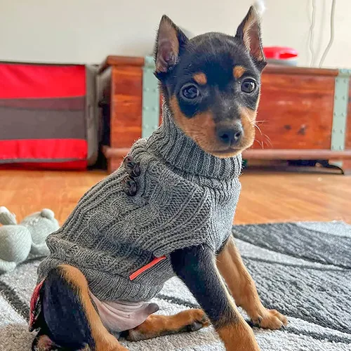 Miniatura 4 de KYEESE Suéter suave para perros pequeños, machos, abrigado, de cuello alto, ropa elástica de punto para gatos, abrigo cómodo para cachorros