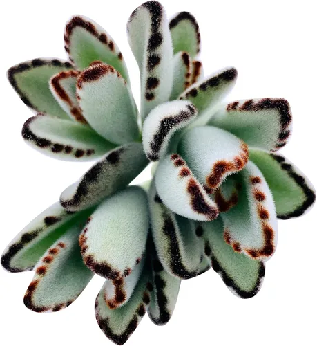 Miniatura 11 de Tallos de Suculentas Vivas (3 Sedum Morganianum Colas de Burro), Plantas Suculentas Vivas, Planta Suculenta SIN Raíces, Plantas de Casa Vivas