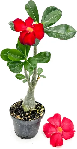 ragnaroc Suculentas vivas – Rosa del desierto Adenium Obesum 15-25 cm de altura en maceta de 10 cm - 1 unidad - El color al florecer puede ser rosa