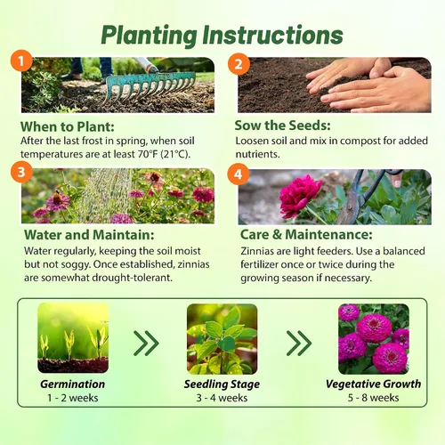 Miniatura 4 de Outsidepride - Zinnia Elegans, 2000 semillas anuales, Lilliput Purple, flores para plantar, color morado