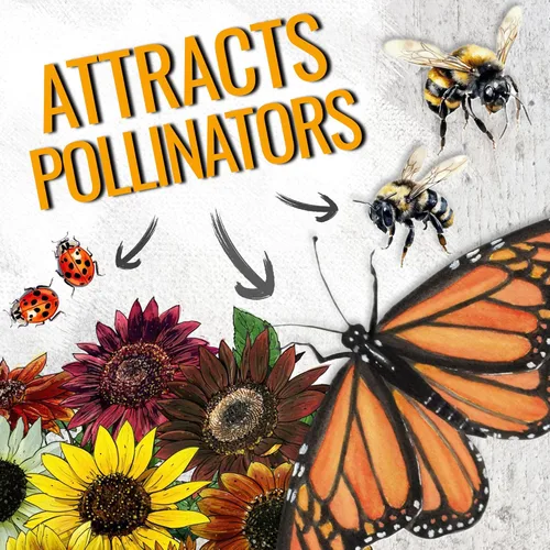 Miniatura 4 de Seed Needs Semillas de girasol para plantar la mezcla loca original Más de 500 semillas de reliquia, más de 15 variedades polinizadas abiertas