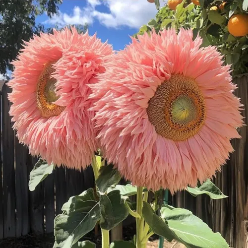Miniatura 5 de Más de 150 semillas de girasol raras para plantar girasoles de oso de peluche gigantes, semillas de reliquia sin OMG para el hogar, jardín al aire