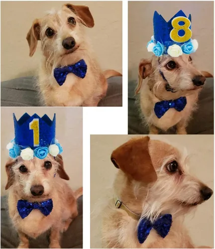 Miniatura 4 de Sombrero de cumpleaños para perro, corona ajustable reutilizable para perros, gatos, cachorros, gatitos, fiesta de cumpleaños con números