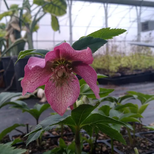 Miniatura 3 de 8 recipientes de rosa cuaresmal mixta en macetas de 2.5 pulgadas, ideal para plantar en otoño