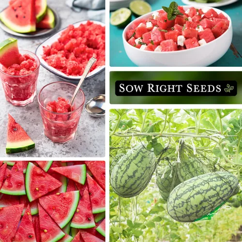 Miniatura 4 de Sow Right Seeds - Semillas de sandía Jubilee para plantar - Paquete de reliquia sin OMG con instrucciones para plantar y cultivar un huerto