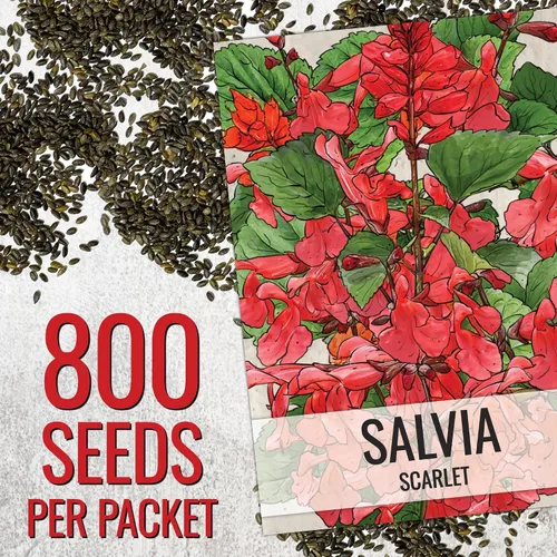 Miniatura 3 de Seed Needs, semillas de salvia roja escarlata - 800 semillas de variedad antigua para plantar Salvia coccinea - Flor silvestre perenne para un