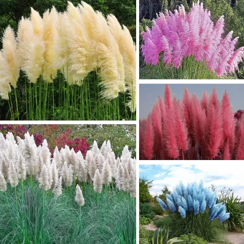 Miniatura 3 de 1000+ semillas mixtas de hierba de las Pampas Cortaderia Selloana para plantar, semillas de plantas ornamentales, decoración de jardín, flores altas