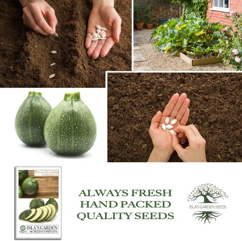 Miniatura 4 de Semillas redondas de calabacín (Cucurbita Pepo) – Más de 40 semillas de reliquia sin OMG para plantar, también conocidas como calabacín de ocho