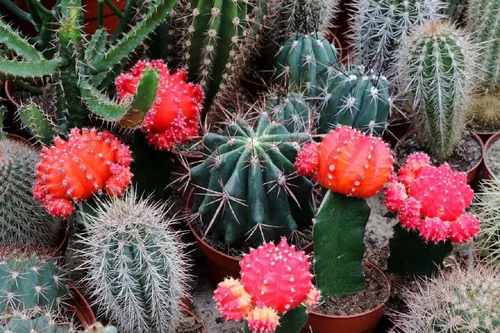 Miniatura 5 de Semillas Cactus (Cacti) Mix - Orgánico