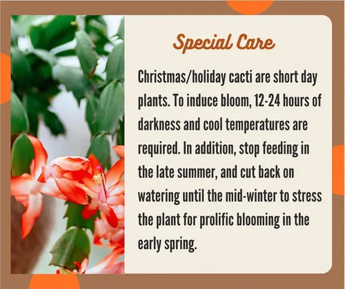 Miniatura 7 de Planta viva de cactus de Navidad blanca de 4 pulgadas. Fácil de cultivar y cuidar, csctus navideño. Blanco