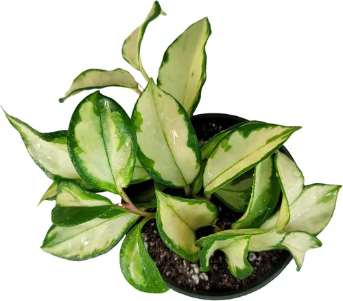 Miniatura 4 de Hoya Krimson Princess, Hoya Carnosa Vareiagata, plantas de interior vivas de Hoya, llegada viva garantizada