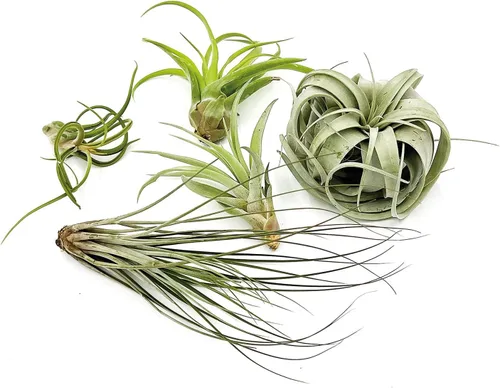 Miniatura 13 de ragnaroc Air Plants - Caja de Regalo Elsker - Grande 4" - 5ct - Llegada Viva Garantizada - Plantas de interior para decoración del hogar y regalo