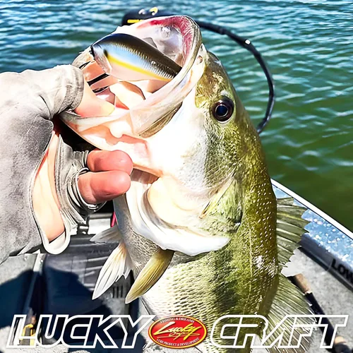 Miniatura 6 de LUCKY CRAFT LC 2.5 Señuelos de Pesca Crankbait Silenciosos, Crankbait Squarebill de 2-3/8", Señuelos para Lubina, Carnada Dura Flotante de 419 BP