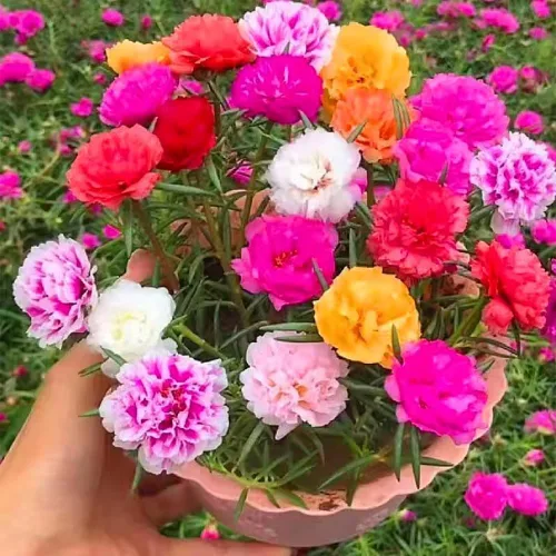Miniatura 5 de Mezcle plantas de rosas de musgo vivas, de 3 a 5 pulgadas de alto, plantas Portulaca de rosa musgo, planta de cobertura del suelo para jardín