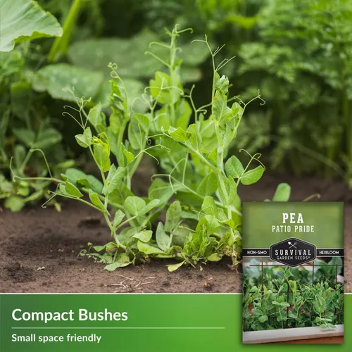 Miniatura 3 de Patio Pride - Semilla de guisantes para plantar, 1 paquete con instrucciones para cultivar guisantes dulces tempranos en el huerto casero, reliquia