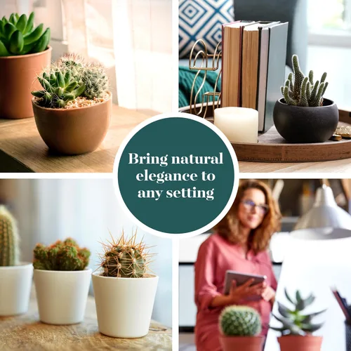 Miniatura 5 de Shop Succulents Can't Touch This Collection Surtido de plantas de cactus de interior vivas seleccionadas a mano, totalmente arraigadas, paquete