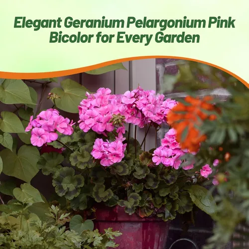 Miniatura 6 de Outsidepride Semillas de geranio bicolor rosa para plantar, 25 piezas anuales, tolerantes al calor y la sequía semillas de flores con follaje verde