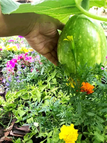 Miniatura 3 de Seeds Giant Pumpkin Titan 10+ Semillas para cultivar al aire libre Variedad de calabaza masiva