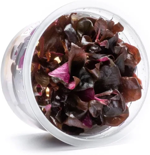 Miniatura 16 de Planta viva SubstrateSource - Hierba enana Eleocharis Belem cultivada en tejidos acuáticos para acuario - 100% libre de caracoles en copa in vitro