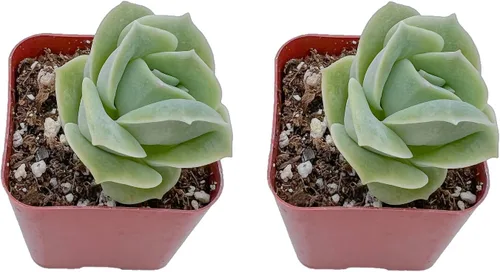 Juego de suculentas, paquete de 2 Graptoveria 'Lovely Rose', suculentas vivas totalmente arraigadas, tamaño aproximado de 2 pulgadas, regalo único