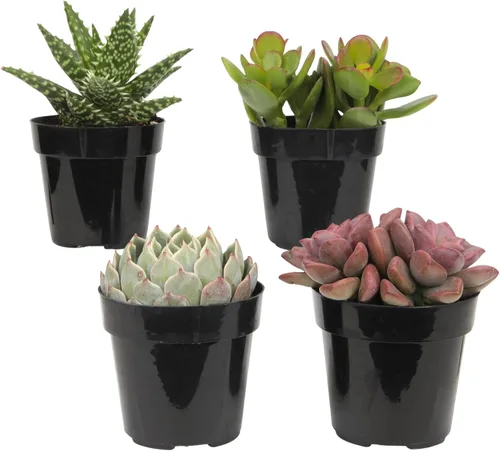 Miniatura 16 de Altman Plants, Plantas suculentas vivas (4 unidades), regalos para amantes de las plantas suculentas, plantas de interior vivas en tierra