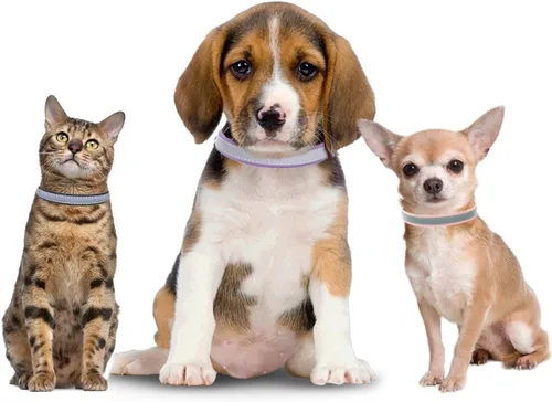 Miniatura 2 de Collar reflectante para perro, de piel sintética de alta luminosidad, de piel sintética para gatos, para perros pequeños, medianos y grandes