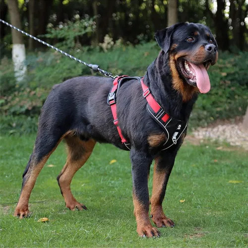 Miniatura 3 de Tangpan Arnés ajustable Oxford para perro, arnés de chaleco ajustable para mascotas con 2 clips para correa para perros pequeños (negro, pequeño)
