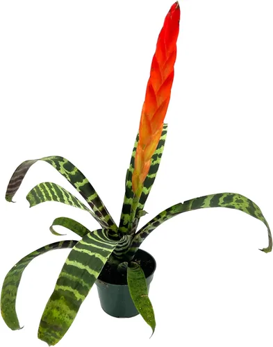 Miniatura 13 de ragnaroc Plantas vivas – Bromelia Billbergia Casa Blanca, 8-12" en maceta de 4" - 1 unidad - Llegada viva garantizada - Plantas