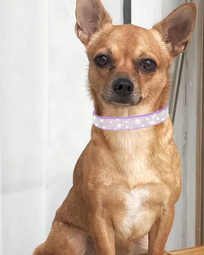 Miniatura 2 de Petank Collar de Perro para Perros Pequeños, Medianos y Grandes, Collar de Perro Pequeño para Perras, Collares de Perro Brillantes para Niñas