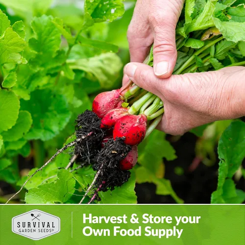 Miniatura 6 de Survival Garden Seeds - Semilla de rábano Cherry Belle para plantar - Paquete con instrucciones para plantar y cultivar deliciosos rábanos rojos