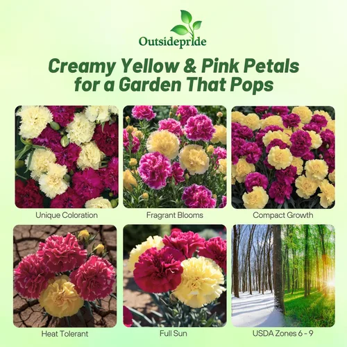 Miniatura 2 de Outsidepride Semillas de clavel de Bananaberry Fizz - 100 semillas de flores perennes, fáciles de cultivar para plantar con flores fragantes