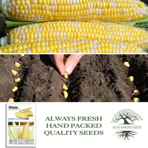 Miniatura 4 de Semillas de maíz bicolor "Nirvana Super Sweet" para plantar, más de 25 semillas de reliquia por paquete, semillas de jardín de Isla