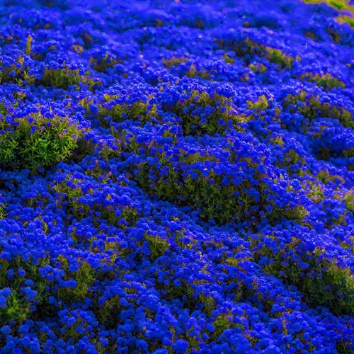 Miniatura 3 de Más de 2000 semillas de tomillo rastrero mixto, cubierta colorida para el suelo (azul, morado, rojo, amarillo) reliquia, perenne sin OMG