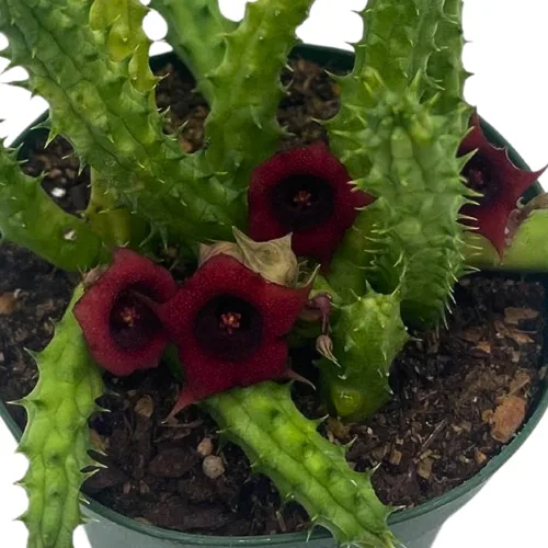 Miniatura 4 de BubbleBlooms Huernia Dragón Rojo Stapelia Cactus/Huernia penzigii, en maceta de 4 pulgadas