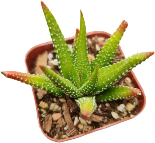Miniatura 4 de Plantas Haworthia vivas (maceta de 2" retusa f. geraldii)